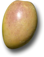 Picual